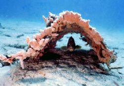 grouper house by Sergio Loppel 